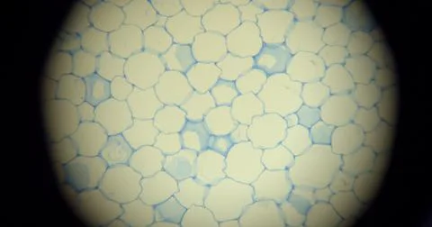 Microscopic view of a surface displaying an abstract pattern 库存照片