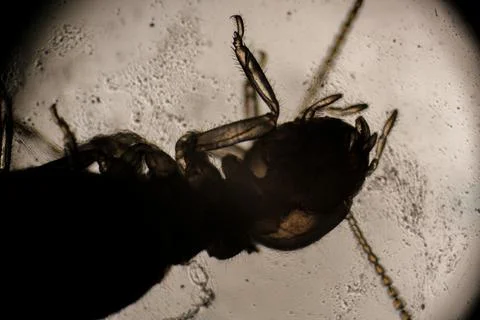 Microscopic View of a Termite Head and Segmented Anten 스톡 사진