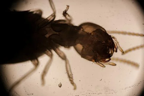 Microscopic View of a Termite Head and Segmented Anten 写真素材