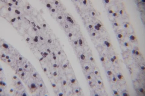 Microscopic view of thin tissue sections with dark circular cells arranged .. Stock Photos