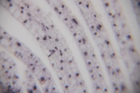 Microscopic view of thin tissue sections with dark spots and light backgrou.. Stock Photos