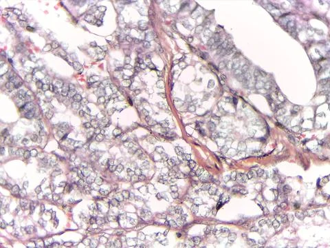 Microscopic view of tissue with cellular structures 스톡 사진