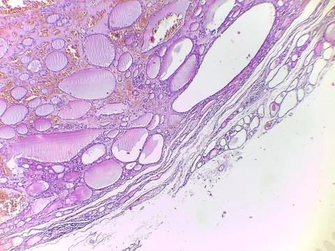 Microscopic View of Tissue Structure 스톡 사진