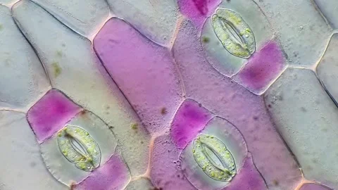 Microscopic View of Tradescantia discolor Leaf Stomata Video stock 320375383