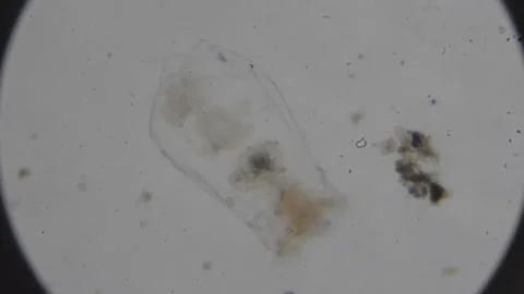 Microscopic view of a translucent, organic microorganism on a slide. Stock-Footage 323666466