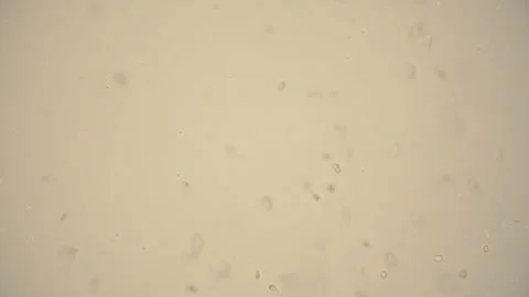 Microscopic View of Transparent Biological Particles on Light Background 動画素材 341925930