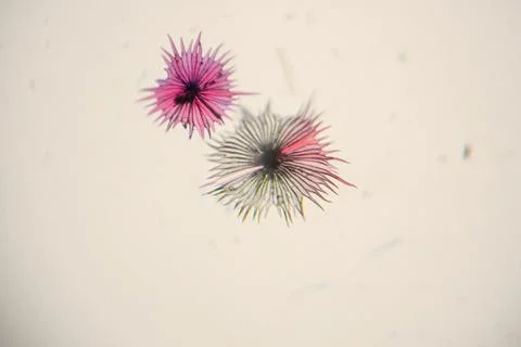Microscopic view of two vibrant, spiky microorganisms with pink and black c.. Stock Photos