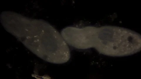 Microscopic view of the uni-cellular organism, Paramecium. Video stock 96485879