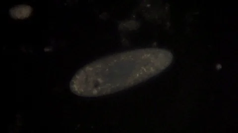 Microscopic view of the uni-cellular organism, Paramecium. Video stock 96649537