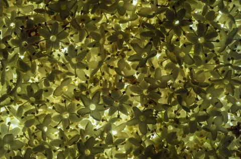 Microscopic view of white flowers forming a beautiful texture pattern background 库存照片
