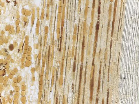 Microscopic view of wood tissue structure 스톡 사진