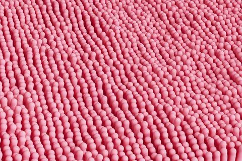 Microscopic Villi and Capillary. Human Intestine Background Texture. 3d Ren.. Stock Illustration