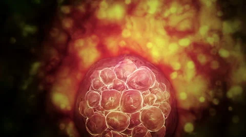 Microscopic visualization of a blastocyst. Stock-Footage 63747477