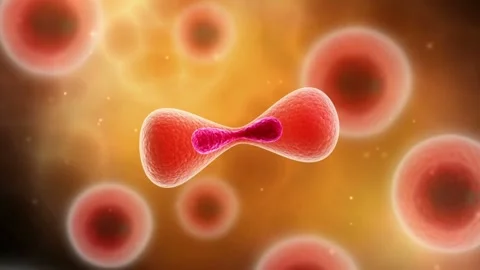 Microscopic visualization of cell division 스톡 동영상 280060646