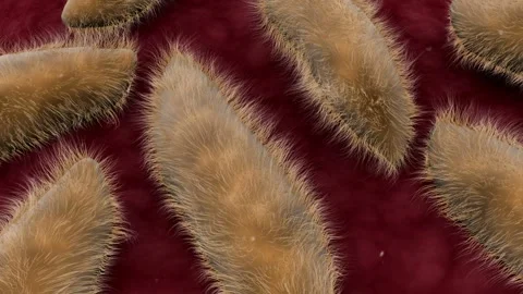 Microscopic visualization of paramecium inside human body 스톡 동영상 280060669