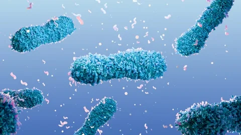 Microscopic visualization of pathogenic bacteria causing infection Stock Footage 319438484