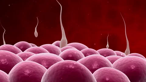 Microscopic visualization of sperm releasing nucleus. Stock-Footage 63755083