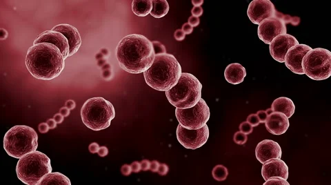 Microscopic visualization of streptococcus. Stock-Footage 63745898