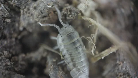 Microscopic Woodlouse Close Up Crawling On Dirt UK Summer Garden Stock Footage 344220667