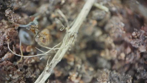 Microscopic Woodlouse Close Up Crawling On Dirt UK Summer Garden Stock Footage 344223566