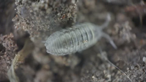 Microscopic Woodlouse Close Up Crawling On Dirt UK Summer Garden Stock Footage 344224825