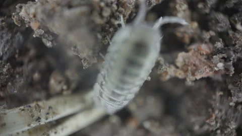 Microscopic Woodlouse Close Up Crawling On Dirt UK Summer Garden Stock Footage 344224878