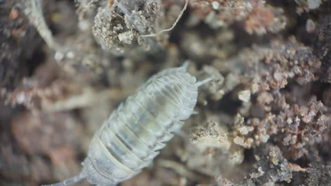Microscopic Woodlouse Close Up Crawling On Dirt UK Summer Garden Stock Footage 344229882