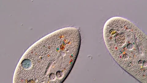 Microscopic World – Paramecium in Motion, 400x 動画素材 317957738