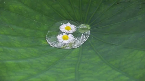 The microscopic world - Small flowers in water drop on lotus leaf Stock Footage 77151879
