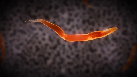Microscopic worm in a biological scene Stock Footage 99893613