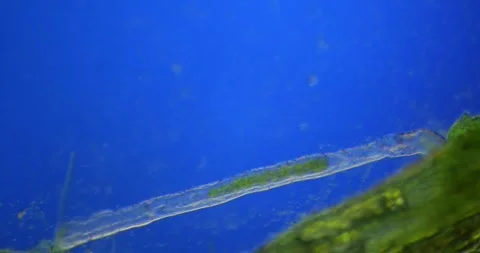 Microscopic worm curling against azure backdrop, verdant algae fringing bottom, Stock Footage 313594716
