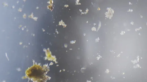 Microscopical view of water of a river with algae and microorganisms Stock Footage 333240642