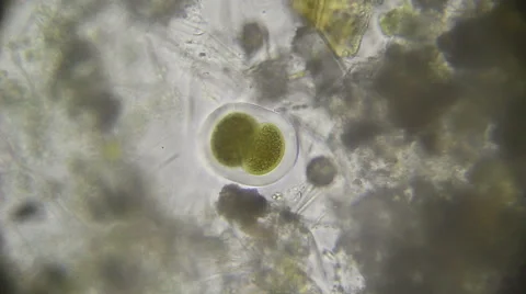 Microscopy, Bipartition cell. Reproduction Stock Footage 68786625