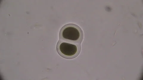 Microscopy, Bipartition cell. Reproduction Stock Footage 68786654
