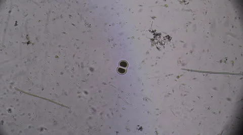 Microscopy, Bipartition cell. Reproduction Stock Footage 68786665