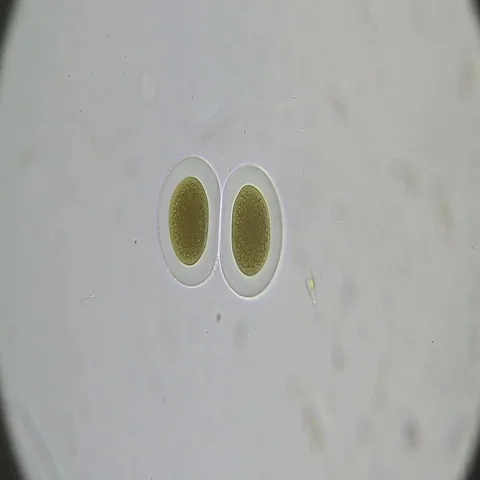 Microscopy: Bipartition cell. Reproduction Stock Footage 69502313