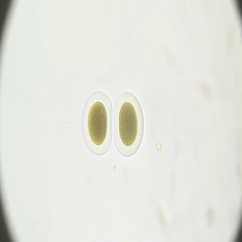 Microscopy: Bipartition cell. Reproduction Stock Footage 69502340