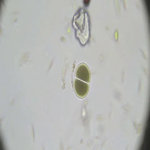 Microscopy: Bipartition cell. Reproduction Stock Footage 69502345