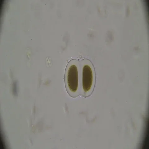 Microscopy: Bipartition cell. Reproduction Stock Footage 69502354