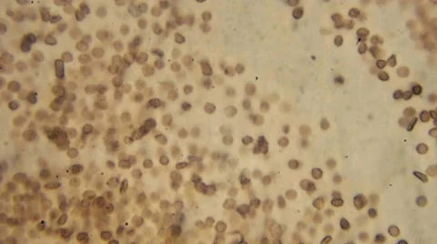 Microscopy [blood flow] 2 Stock Footage 65238482