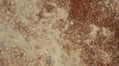 Microscopy [blood flow] Stock Footage 65238848