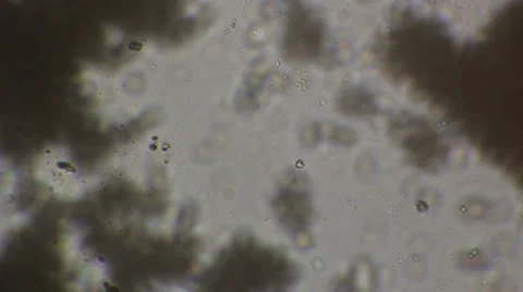 Microscopy [cells] Video stock 37597270