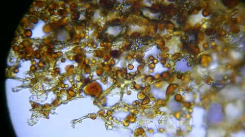 Microscopy of Chaga fungus from Birch tree Stock Footage 175353483