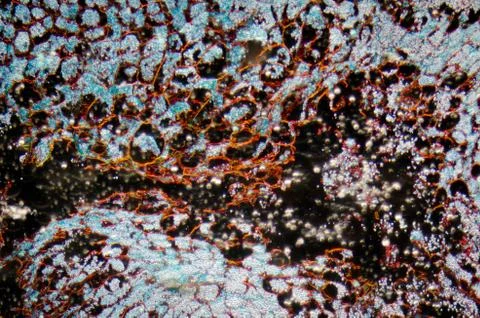 Microscopy  corn embryo Stock-Fotos