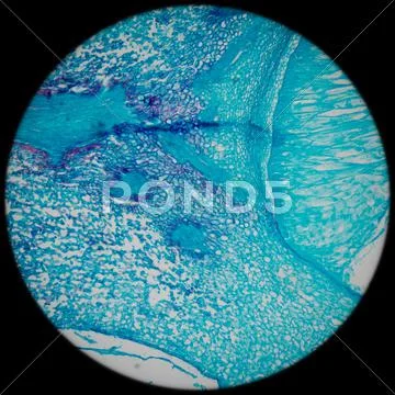 Microscopy corn embryo Stock Photos