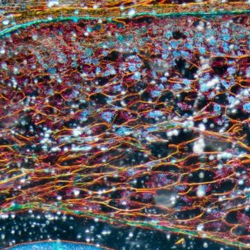 Microscopy  corn embryo Stock Photos