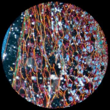 Microscopy  corn embryo Stock Photos