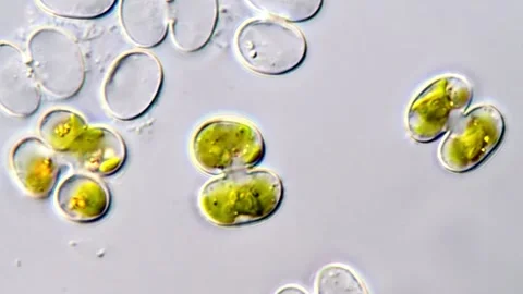 Microscopy, Cosmarium algae cells 스톡 동영상 311038253