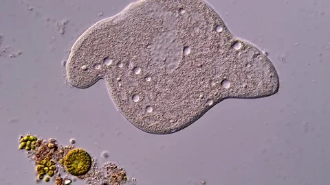 Microscopy, Dileptus Ciliate protozoa 스톡 동영상 310642913