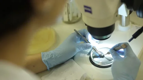 Microscopy experiment Video stock 47136223